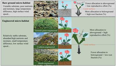 Ecosystem engineers can regulate resource allocation strategies in associated plant species